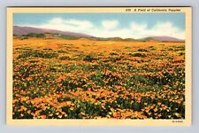 CA-California, A Field of California Poppies, Antique Souvenir Vintage Postcard picture