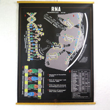 Pull Down School RNA Chart Ribonucleic Acid Plastic Wood 1964 Science Class Biol picture