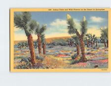 Postcard Joshua Trees & Wild Flowers on the Desert in Springtime picture