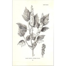 Black Cohosh Cimicifuga Racemosa 1963 Wildflower Engraving SI14 picture