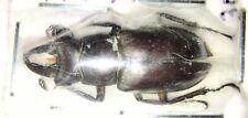 Lucanidae Lucanus satoi 28-29mm A1 from LAOS - #4040 picture