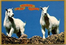 Colorado Mountain Goats Wildlife of the Rockies Continental Postcard A287 picture