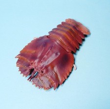 Bandai The Diversity of Life on Earth Shellfish Slipper Fan Lobster figure New picture