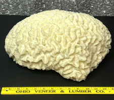 HUGE Extra Large 14 +" Premium Collector's Brain Coral Speciman Beach Reef Decor picture