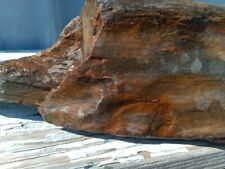 Indiana PETRIFIED LOG Large Piece. picture