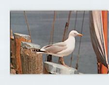Postcard Seagull picture