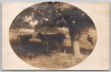 Postcard Cattle and Cow Grazing under Large Tree Field NY 1909 RPPC O165 picture