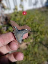 High Quality 1.73in Snaggletooth shark tooth Collectible Display picture