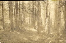 RPPC woods trees ~ mailed 1911 Ocean Point or Ocean Park Maine to CA Oberlauder picture