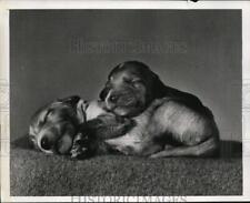 1944 Press Photo Sleeping Puppies - ney10853 picture