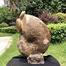 13.86LB Natural Beautiful Ammonite Fossil Conch Crystal Specimen Healing 1553 picture