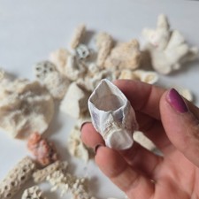 Natural Coral Selection Mix-Beach Find Craft Supplies Decor Lot picture