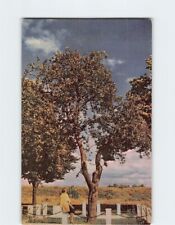 Postcard Oldest apple tree, Vancouver army barracks, Vancouver, Canada picture
