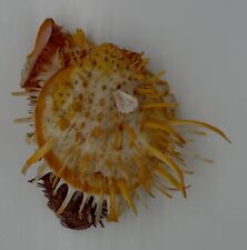 Collector specimens seashells Spondylidae, Spondylus americanus S0003 picture