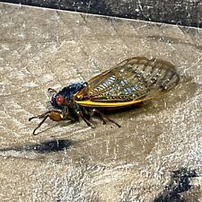 2024 Brood XIX Cicada Specimen Entomology Georgia Biology picture