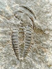 TOP RARE Bigotinops dangeardi Fossil Trilobite Morocco Cambrian BIGOTINOIDS picture