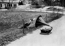 Effect of music at animals Gramophone in front of a bawn of a peac- Old Photo picture