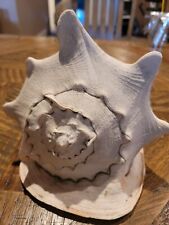 LARGE HORNED QUEEN'S HELMET CONCH SEA SHELL LBS 10” INCHES LONG Seashell Tiger  picture
