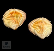 Venericardium asiaticum 41.11mm — Indonesia picture