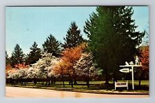 Berea KY-Kentucky, Dogwood And Redbud, Antique, Vintage Souvenir Postcard picture