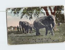 Postcard Elephants at Zoological Gardens Franklin Park Massachusetts USA picture