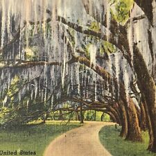 Florida Vintage Postcard Oldest Orange Grove St. Augustine picture