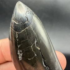 Sperm Cetacean Tooth Fossil Polished 2.97” Marine Predator Tooth picture