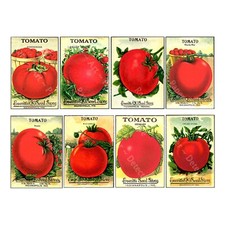 Tomato Seed Packet Reproduction, Vegetable Garden Art Decor, 1 Sticker Sheet picture