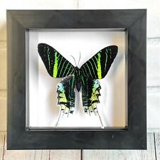 Green Banded Urania Moth (Urania leilus) Butterfly Shadow Box Display Frame Case picture