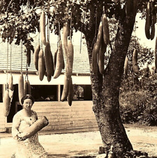 c.1930 Granny Holding Kigelia Sausage Tree Fruit RPPC Miami FL Coconut Grove picture