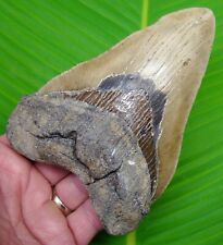 MEGALODON SHARK TOOTH  - XL 5 & 5/8 in.  - NO RESTORATIONS - w/DISPLAY STAND  picture
