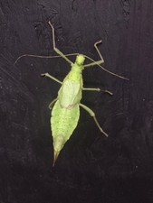 Malayan Jungle Nymph walking stick specimen X25 ova (Heteropteryx dilatata) picture