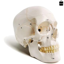 Interactive 9" Classic Skull Model - Labeled Compartments for Students & Decor picture