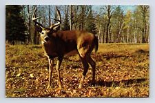 Eight Point Buck Deer Greetings from Snow Shoe Pennsylvania PA Chrome Postcard picture
