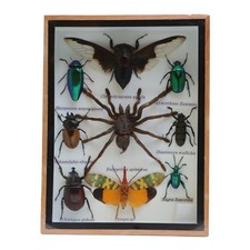 Framed Black Cicada & Tarantula - 9 Real Insects - 8x6 in picture