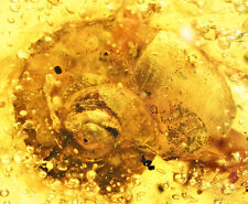 Scarce Gastropoda (Land Snail), in Burmese Amber picture