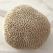 Natural Brain Coral Skeleton Specimen, Approx. 8 in Diameter picture