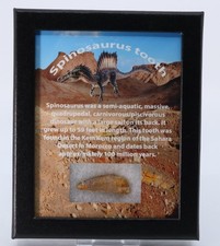 Spinosaurus aegyptiacus Dinosaur predator Kem Kem beds Morocco COA 7512 picture