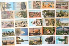 Vintage Postcard LOT 25 Desert Old Views Cactus Giant Saguaro Cacti CA NM AZ picture