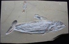Unnamed Big Fish + Squid + Sedenhosrtia + Crustacean -Cretaceous Fossils Lebanon picture