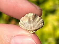 Brachiopod Fossil Rhychonella cynocephcela Belgium Late Devonian Rhynchonellidae picture