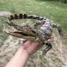 Real Crocodile Taxidermy Genuine Rare Specimen Gator Taxidermy picture