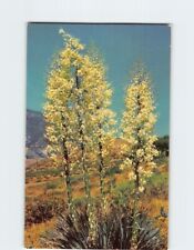 Postcard Yucca Plant picture