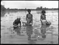 Aboriginal Indigenous women collecting water plants - Old Photo picture
