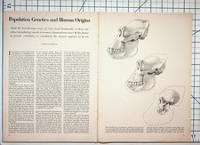 1970s Population Genetics Human Origins Article Primate Skull Jaws Diagrams picture