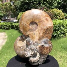 15.79LB TOP Natural Beautiful ammonite fossil conch Crystal specimen heals 3395 picture