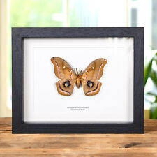Taxidermy Polyphemus Moth in Box Frame (Antheraea polyphemus) picture