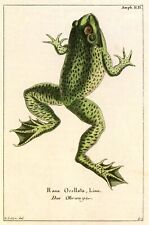 Frog (Rana ocellata Linnaeus) --POSTCARD picture