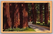 Majestic California Redwoods Forest Country Road Highway Linen Vintage Postcard picture