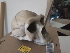 Homo Erectus Skull High Precision Replica picture